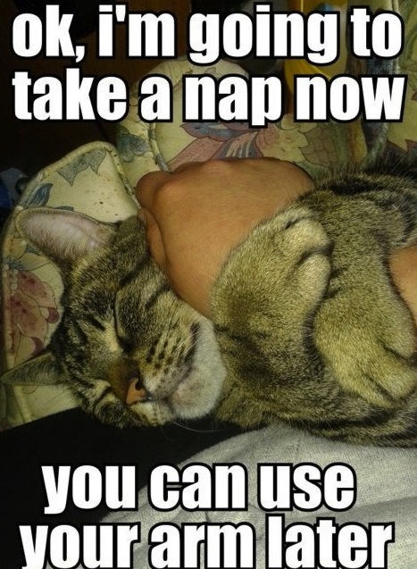 lolcat joke pic