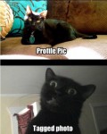 lolcat profile pic