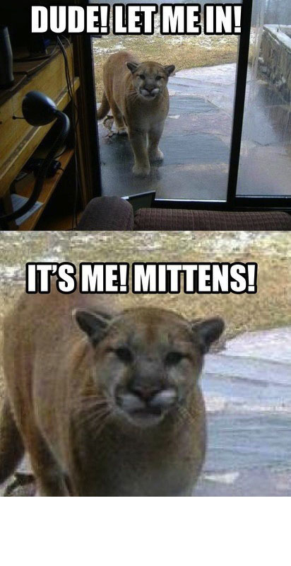 puma funny joke pic