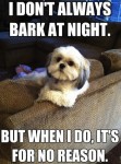 funny dog pic