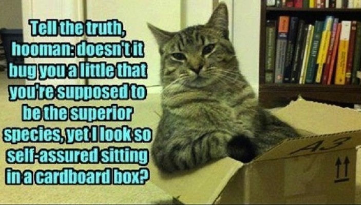 best lolcat joke best lolcat joke