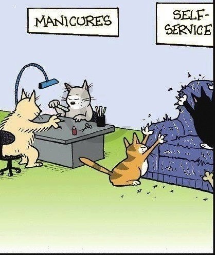 cats manicure joke pic