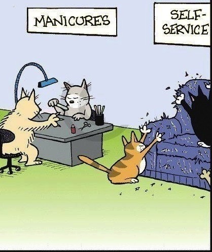 cats manicure joke pic cats manicure joke pic
