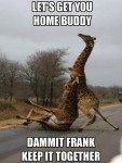funny animals