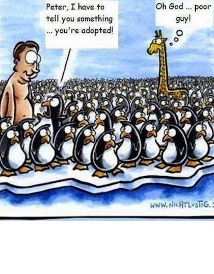 funny penguins cartoon