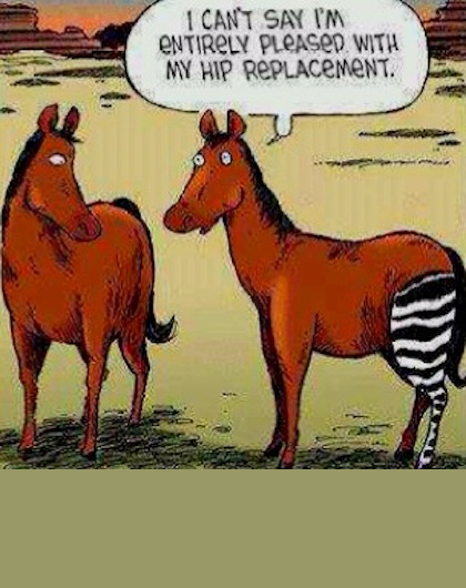lol zebra horse joke