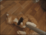 hilarious cat gif