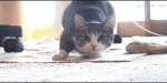 hilarious cat gif