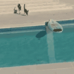 funny cat gif
