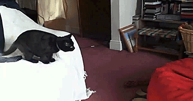 cat_gif