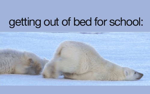 polar bear school