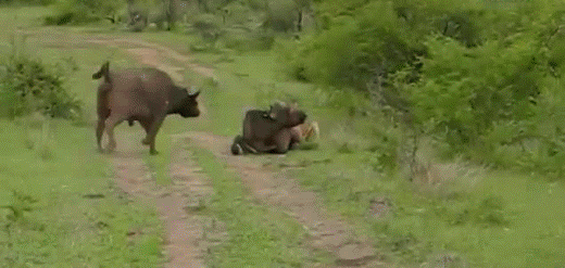funny animated animal gif
