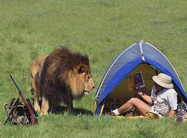 Not paying attention on a safari?